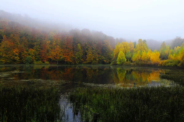 Lake Autumn Beech Forest Background — Stock Photo, Image