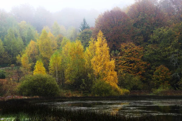 Sonbaharda Göl Arka Planda Kayın Ormanı Stok Fotoğraf