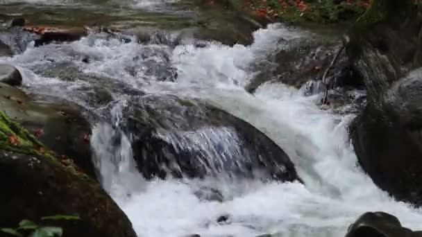 Cascada Bosque Hayas Otoño Cárpatos Orientales — Vídeos de Stock