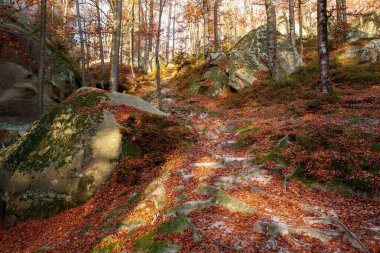 Kayaların arasında sonbahar kayın ormanları. Doğu Karpatlar. 