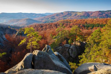 Sonbahar kayın ormanının üstündeki kayalıklarda çam ağaçları. Doğu Karpatlar. 