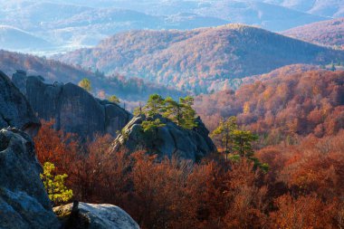 Sonbahar kayın ormanının üstündeki kayalıklarda çam ağaçları. Doğu Karpatlar. 
