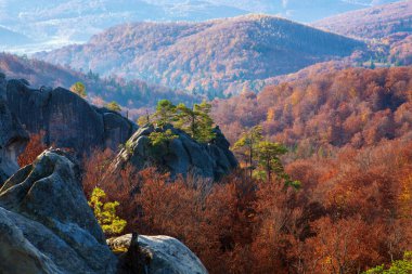 Sonbahar kayın ormanının üstündeki kayalıklarda çam ağaçları. Doğu Karpatlar. 