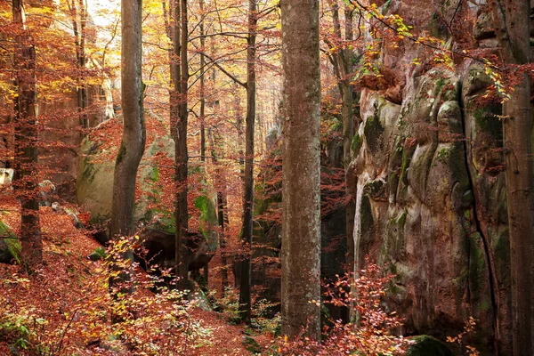 Høstbøk Skog Blant Steinene Øst Karpatene – stockfoto