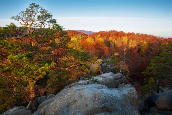 Πεύκα Στα Βράχια Πάνω Από Δάσος Οξιάς Του Φθινοπώρου Ανατολικά — Φωτογραφία Αρχείου