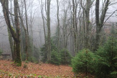 sonbahar sisli orman