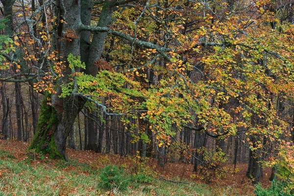 Wald in den Karpaten — Stockfoto