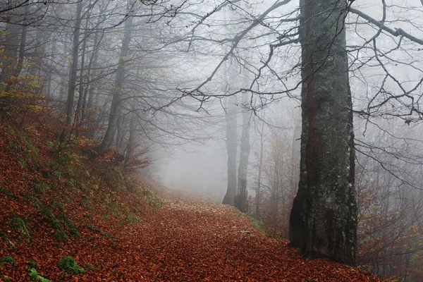 Forêt brumeuse d'automne — Photo