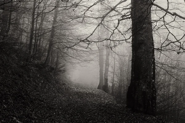 Forêt brumeuse d'automne — Photo