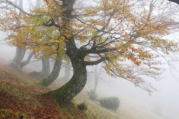 Floresta nebulosa de outono — Fotografia de Stock