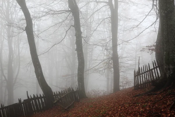 Herfst mistige bos — Stockfoto