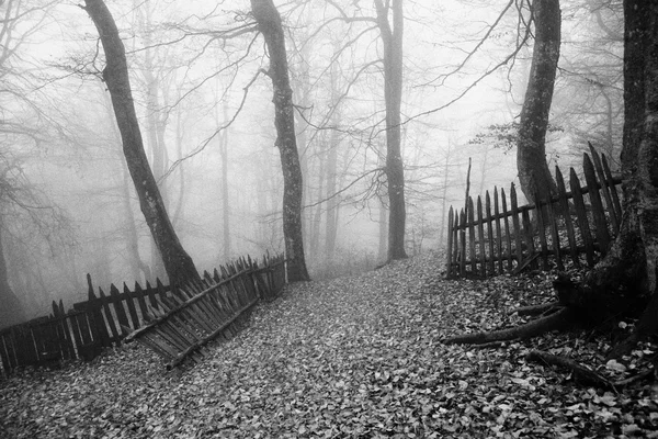 Forêt brumeuse d'automne — Photo