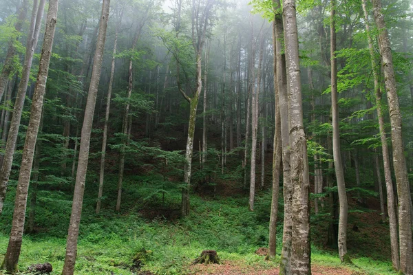 Carpathians Beech forest — Stock Photo, Image