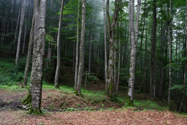 Буковые леса Карпат — стоковое фото