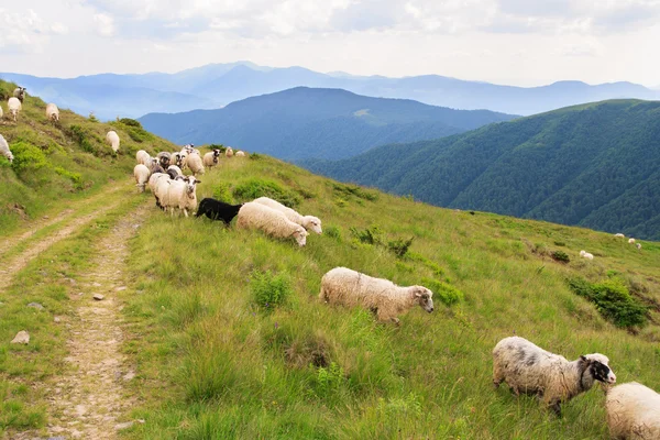 Troupeau de moutons sur la prairie . — Photo