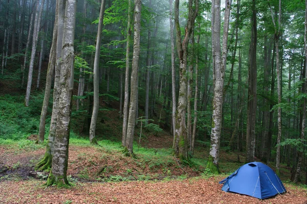 Палатка в зеленом лесу — стоковое фото
