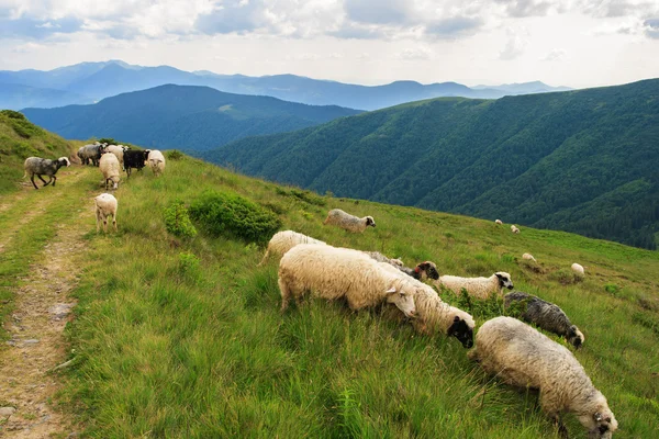 Sheep crossing the roads — Stock Photo, Image