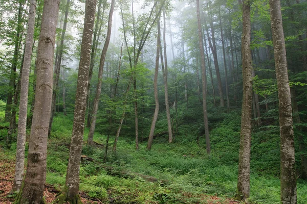 Beech forest on slopes — Stock Photo, Image
