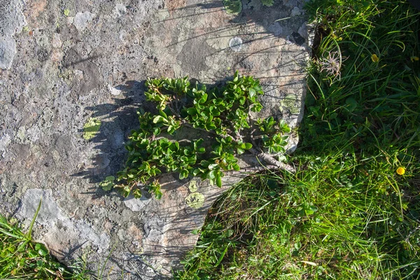 Plant Rhododendron myrtifolium — Stock Photo, Image