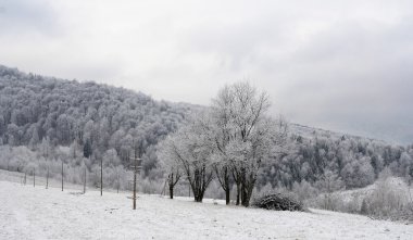 Karpatlar donmuş ağaçlarda