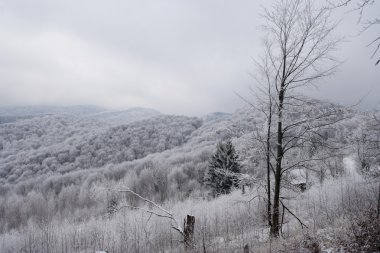 Karpatlar donmuş ağaçlarda