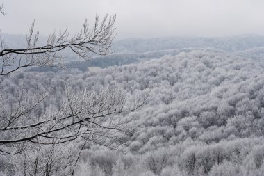 Karpatlar donmuş ağaçlarda