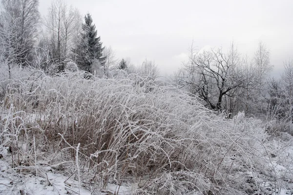 Gefrorene Bäume in den Karpaten — Stockfoto