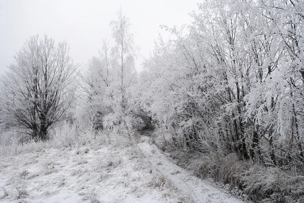 Bevroren bomen in de Karpaten — Stockfoto