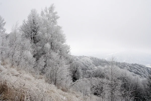 Árvores congeladas em Cárpatos — Fotografia de Stock