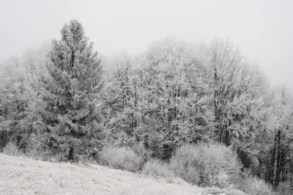 Arbres congelés en Carpates — Photo