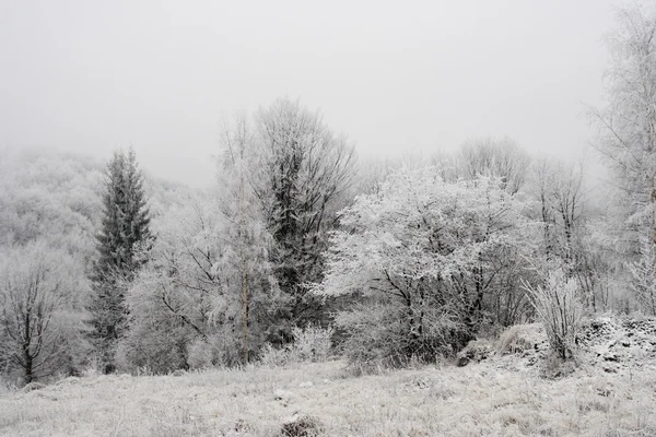 Arbres congelés en Carpates — Photo