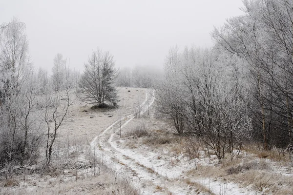 Arbres congelés en Carpates — Photo