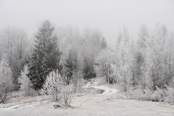 Arbres congelés en Carpates — Photo