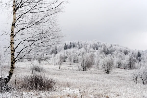 Bevroren bomen in de Karpaten — Stockfoto