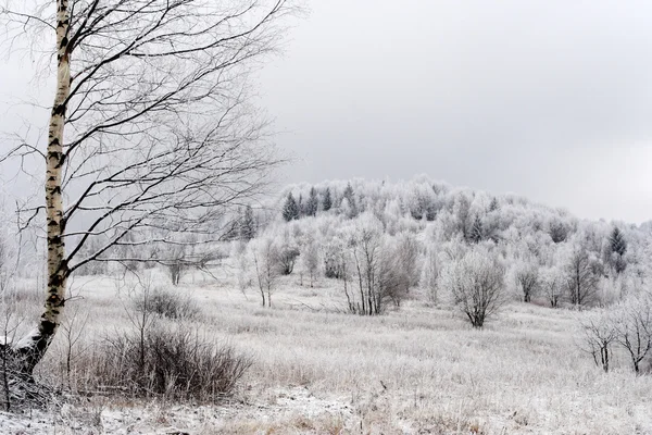 Frysta träd i Karpaterna — Stockfoto