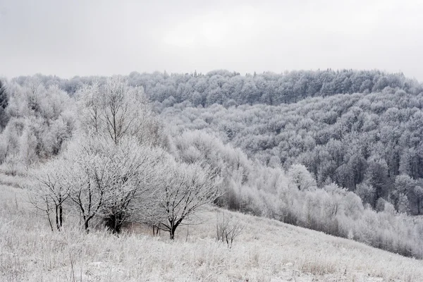 Karpatlar donmuş ağaçlarda — Stok fotoğraf
