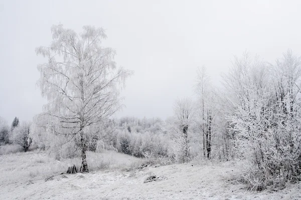 Alberi congelati nei Carpazi — Foto Stock