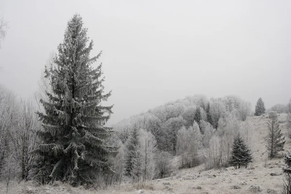 Arbres congelés en Carpates — Photo