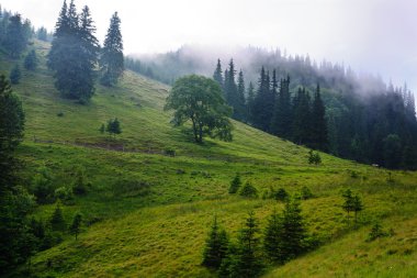Karpatlar yağmurda sonra sis yükselir