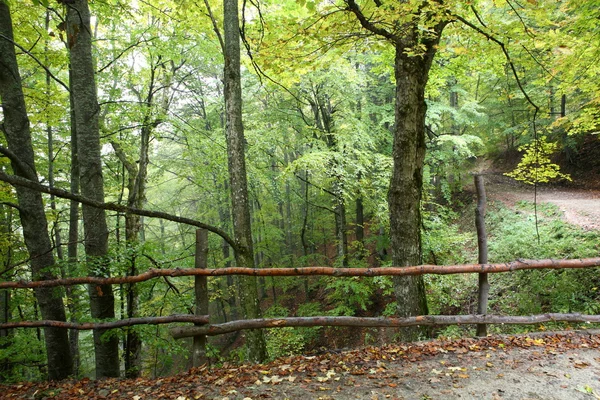 Bukowe lasy Karpat w jesieni — Zdjęcie stockowe