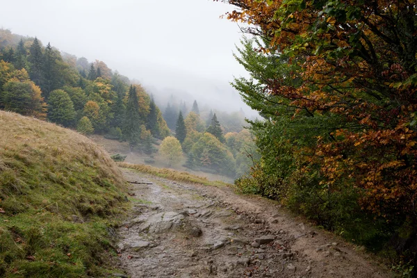 Faia Carpathians floresta no outono — Fotografia de Stock