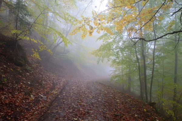 Faia Carpathians floresta no outono — Fotografia de Stock