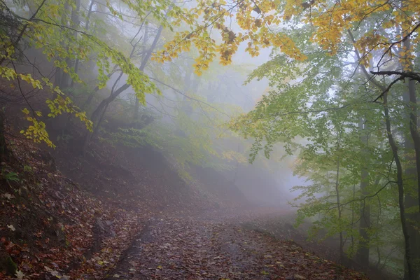 Faia Carpathians floresta no outono — Fotografia de Stock