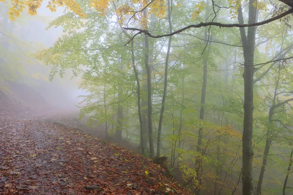 山坡上的喀尔巴阡的秋天 — 图库照片