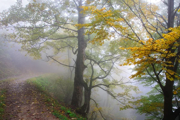 山坡上的喀尔巴阡的秋天 — 图库照片
