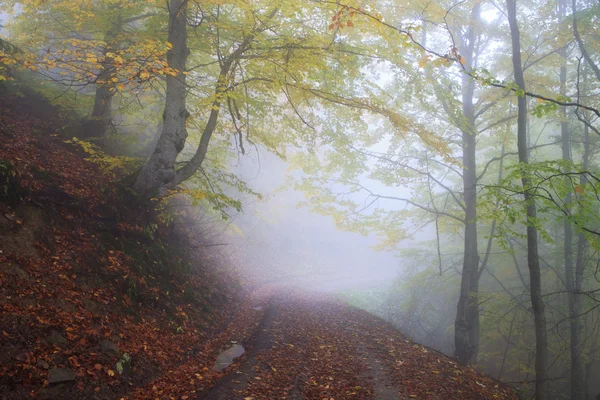 Otoño en las laderas de los Cárpatos —  Fotos de Stock