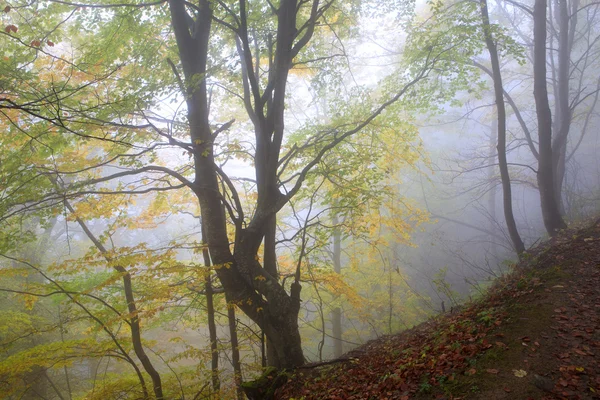 Outono nas encostas dos Cárpatos — Fotografia de Stock