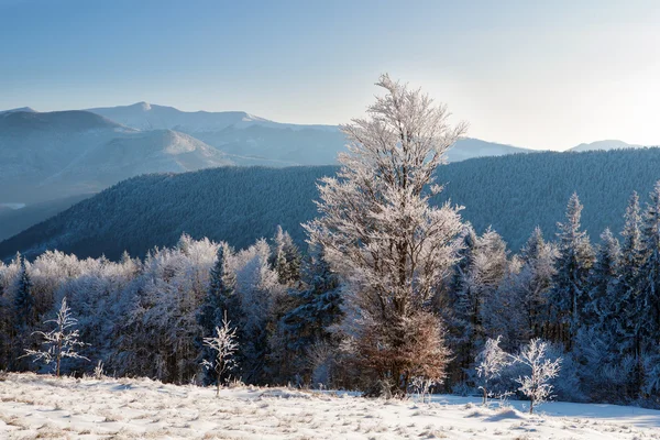 Winterlandschaft in den Karpaten — Stockfoto
