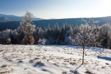 Karpatlar'ın kış manzarası