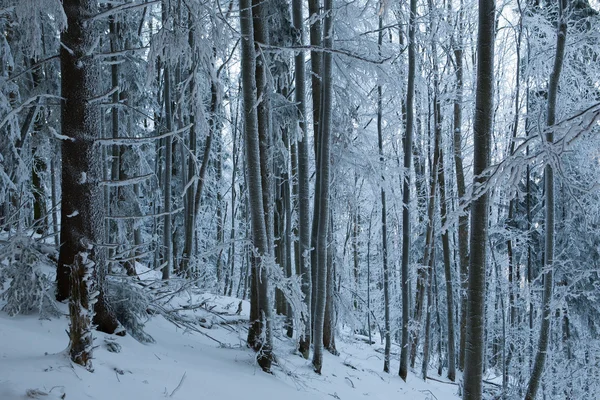 Árvores de inverno na floresta — Fotografia de Stock